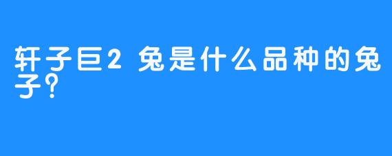 轩子巨2兔是什么品种的兔子？