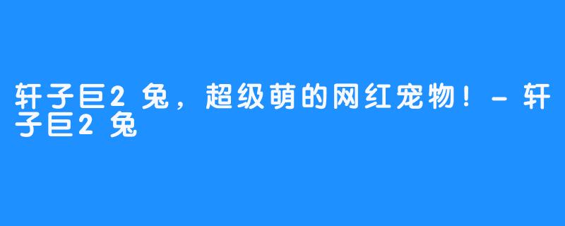 轩子巨2兔,超级萌的网红宠物!-轩子巨2兔